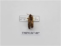 藏品(雙線亥齒舟蛾)的圖片